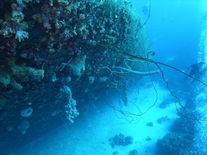 scuba-diving-2317126_1920